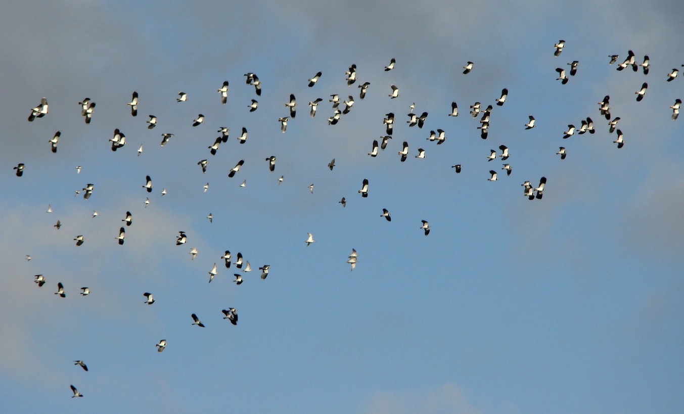 lapwing